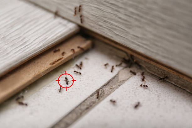 Best Termite Control Services  in Lagunitas Forest Knolls, CA